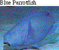 IMAGE Imgs/fishlist48.gif