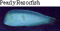 IMAGE Imgs/fishlist49.gif