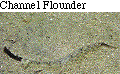 IMAGE Imgs/fishlist50.gif