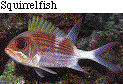 IMAGE Imgs/fishlist51.gif