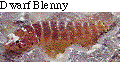IMAGE Imgs/fishlist52.gif