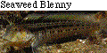 IMAGE Imgs/fishlist53.gif