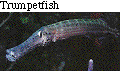 IMAGE Imgs/fishlist54.gif