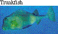 IMAGE Imgs/fishlist55.gif