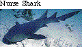 IMAGE Imgs/fishlist56.gif