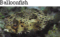 IMAGE Imgs/fishlist57.gif