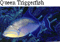 IMAGE Imgs/fishlist58.gif