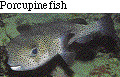 IMAGE Imgs/fishlist60.gif