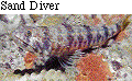 IMAGE Imgs/fishlist61.gif