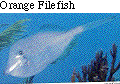 IMAGE Imgs/fishlist62.gif