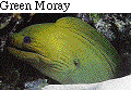 IMAGE Imgs/fishlist63.gif