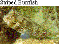 IMAGE Imgs/fishlist64.gif