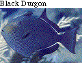 IMAGE Imgs/fishlist65.gif