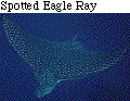 IMAGE Imgs/fishlist66.gif
