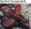 IMAGE Imgs/fishlist67.gif