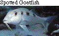 IMAGE Imgs/fishlist68.gif