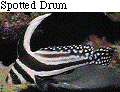 IMAGE Imgs/fishlist69.gif