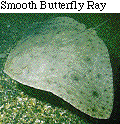 IMAGE Imgs/fishlist70.gif