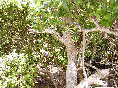 P6050007.JPG