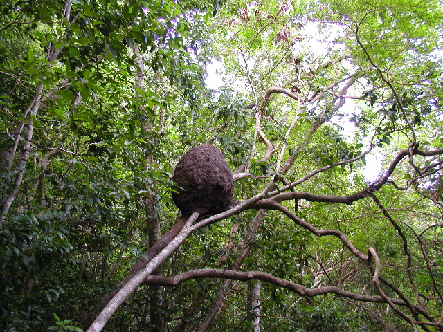 Termite Nest