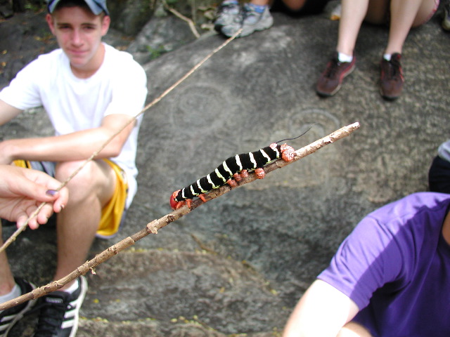 Frangipani Caterpillar