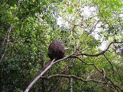 Termite Nest