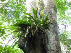 Epiphyte