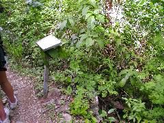 Wandering Jew Plant